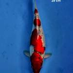 Goshiki merah 
