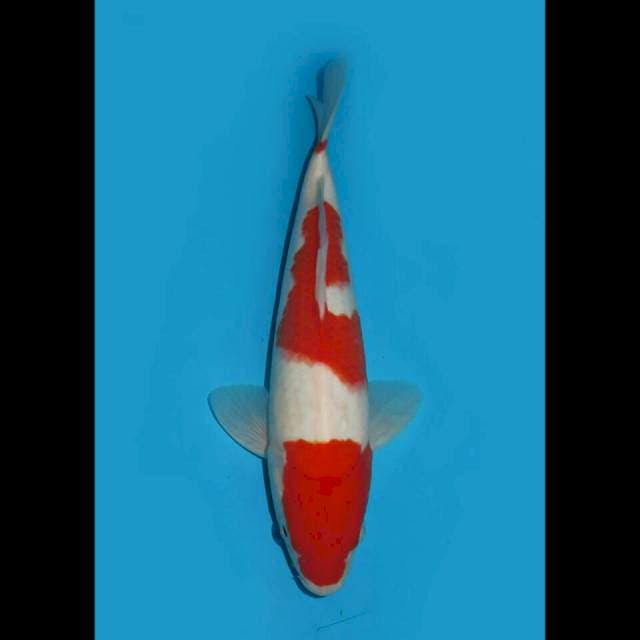 RED WINE - SANDAN KOHAKU 32cm MALE