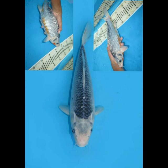 POSEIDON - KONJO ASAGI 30cm MALE