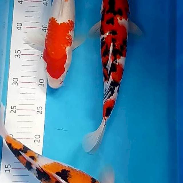 3 ekor kohaku sanke