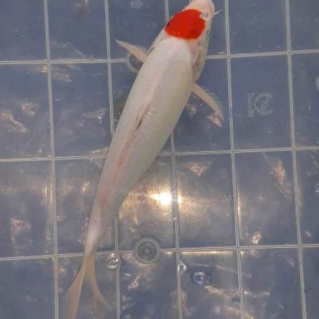 Tanco kohaku ori