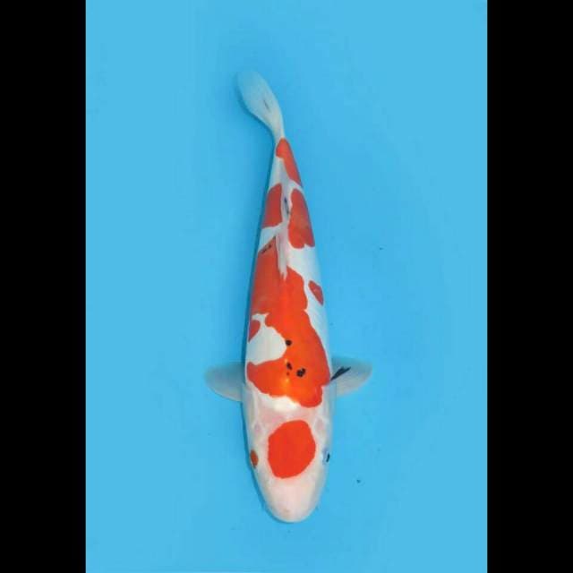 JUMBO MARUTEN SANKE DOITSU MURNI 45CM FEMALE