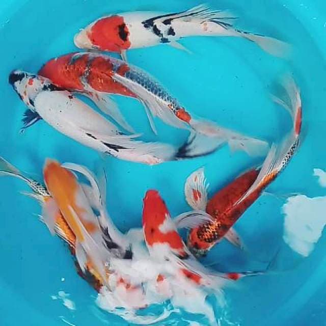 Mix 8/kumpay sip 27-37cm