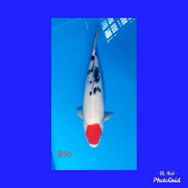 Tanco sanke original betina 30cm