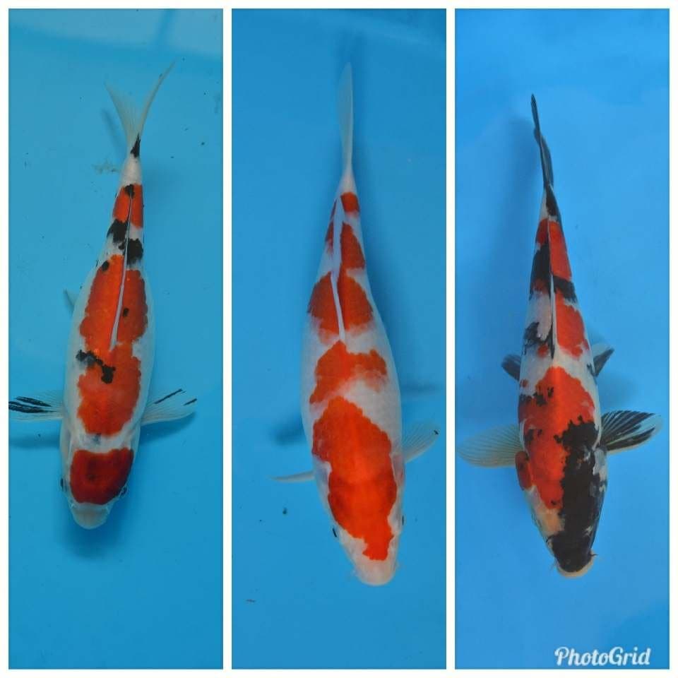 Trio AJiB