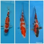 Trio AJiB