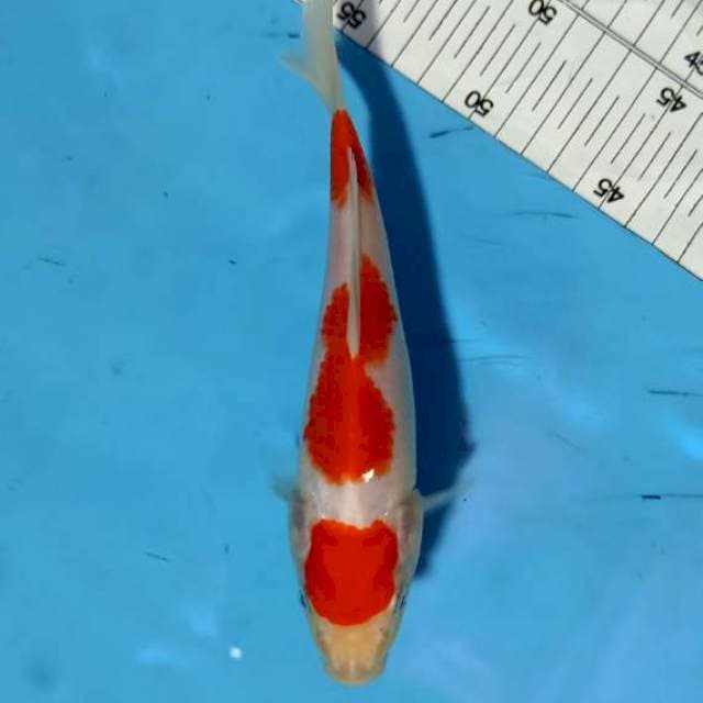KOHAKU_18CM