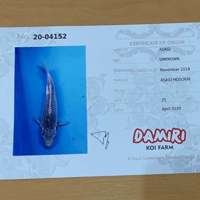 SQ ASAGI DAMIRI SERTI