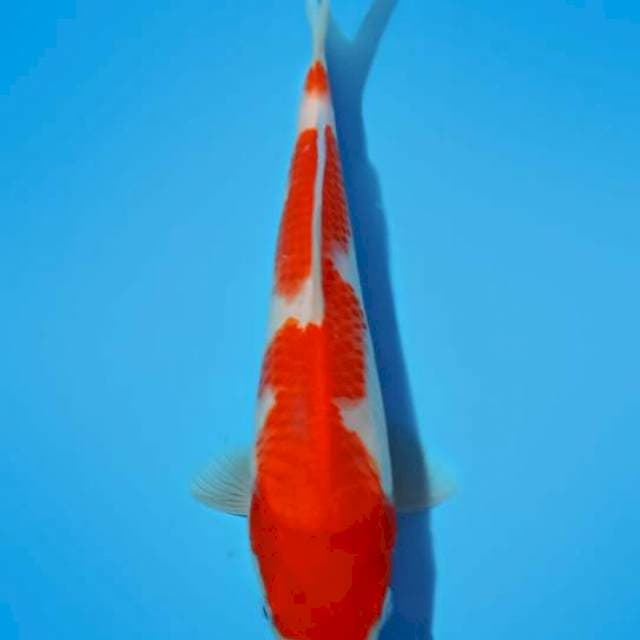 KOHAKU_23CM