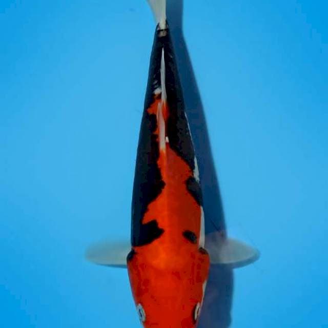 BENIKUMONRYU_26CM