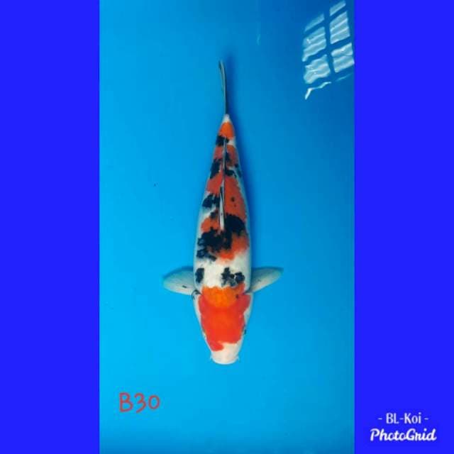Sanke original, betina 30cm