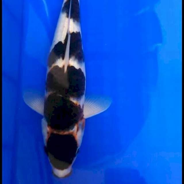 Goromo maruten mantul