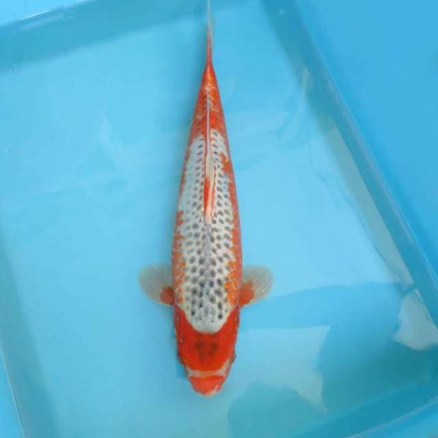 ASAHI 1 ~ Hi Asagi