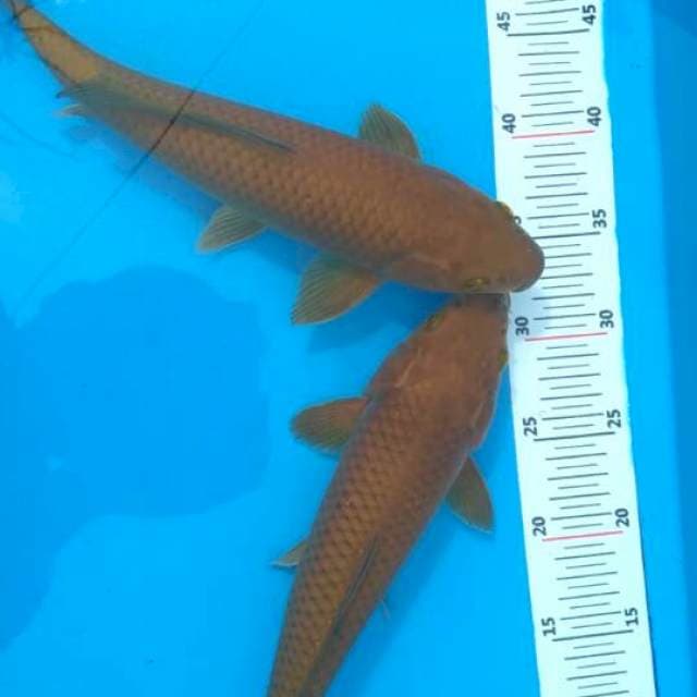 Penjinak kolam 31 cm