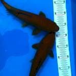 Penjinak kolam 31 cm