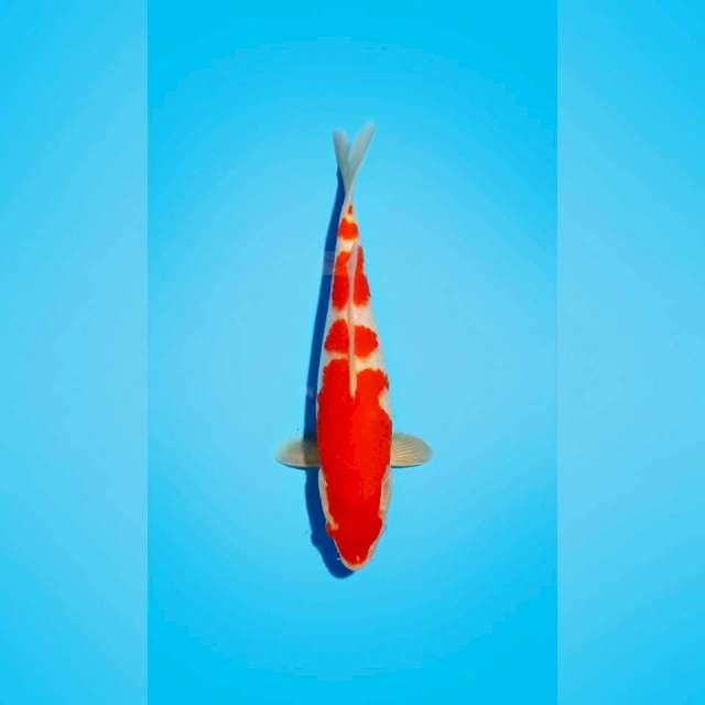 Kohaku HQ 28 cm