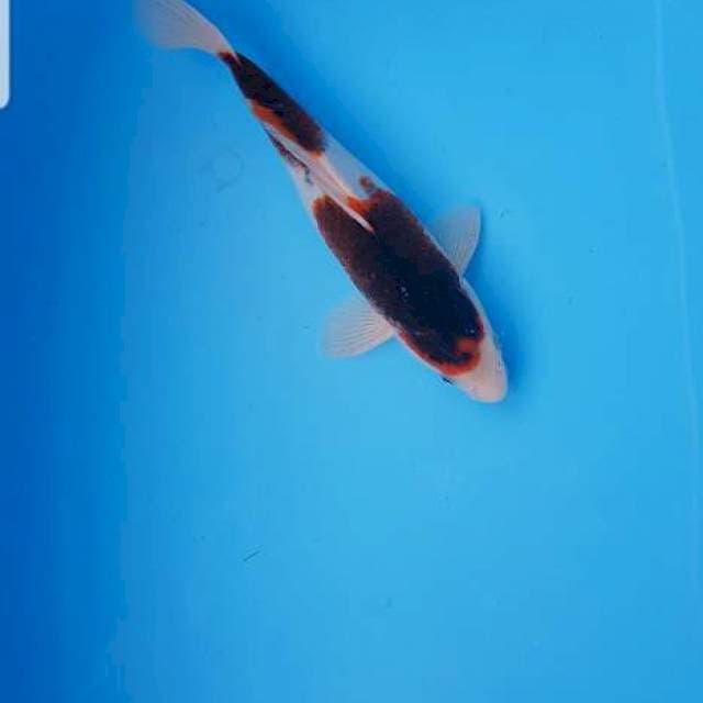 Goromo