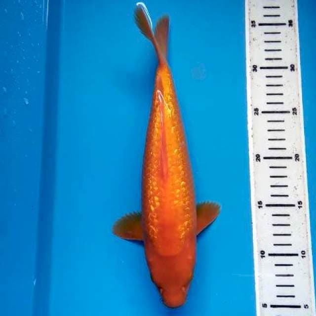 KARASHI GINRIN 30 CM