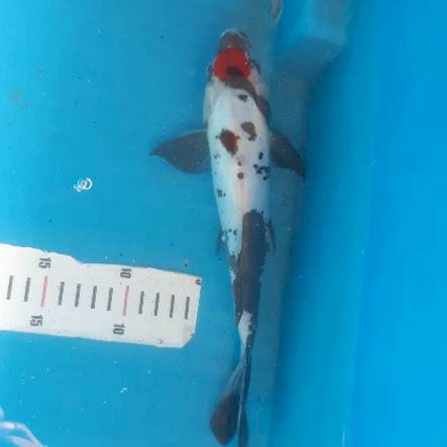 Original tancho showa doit 30cm