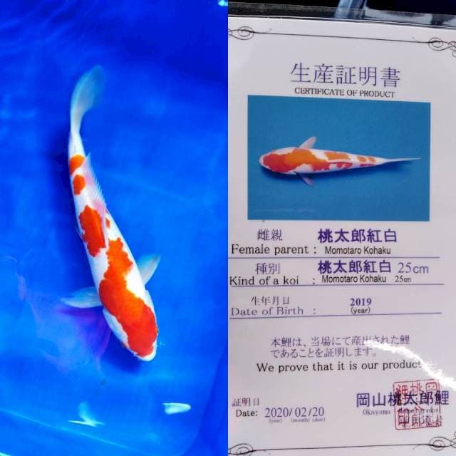 Kohaku momotaro