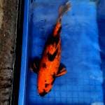 Hi Utshuri import Shinoda 50cm