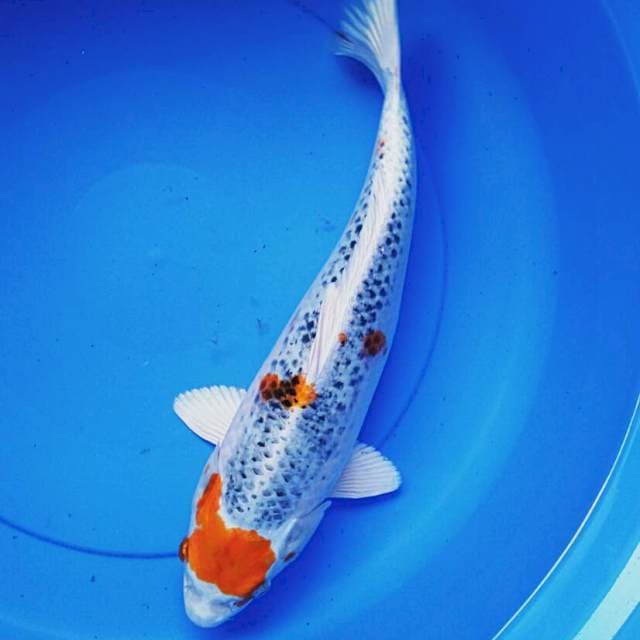 Kujaku bulky 39cm