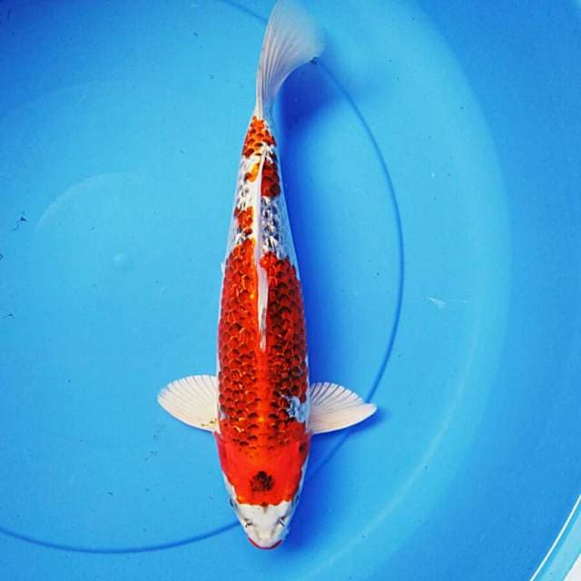 Goshiki ginrin 32cm jantan