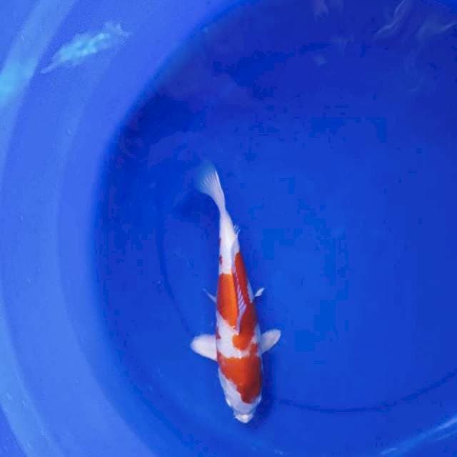Kohaku hikari 22cm