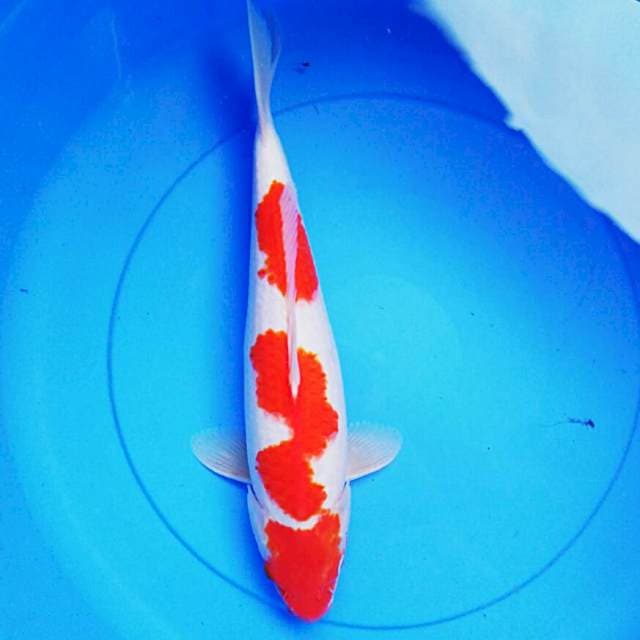 Kohaku jos 39cm