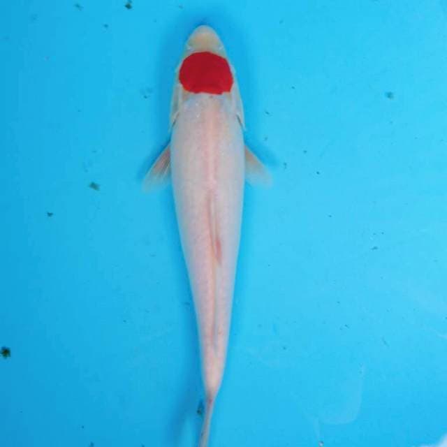 TANCHO KOHAKU 30 cm
