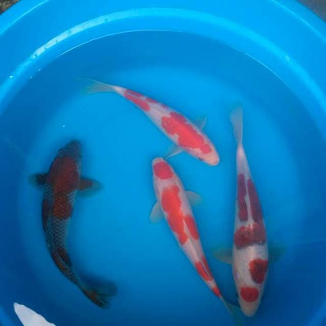 Sk mix