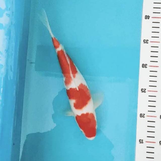 Kohoku 28 llg singkat