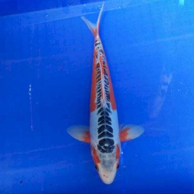 30cm MALE SUSHUI sirip punggung merah