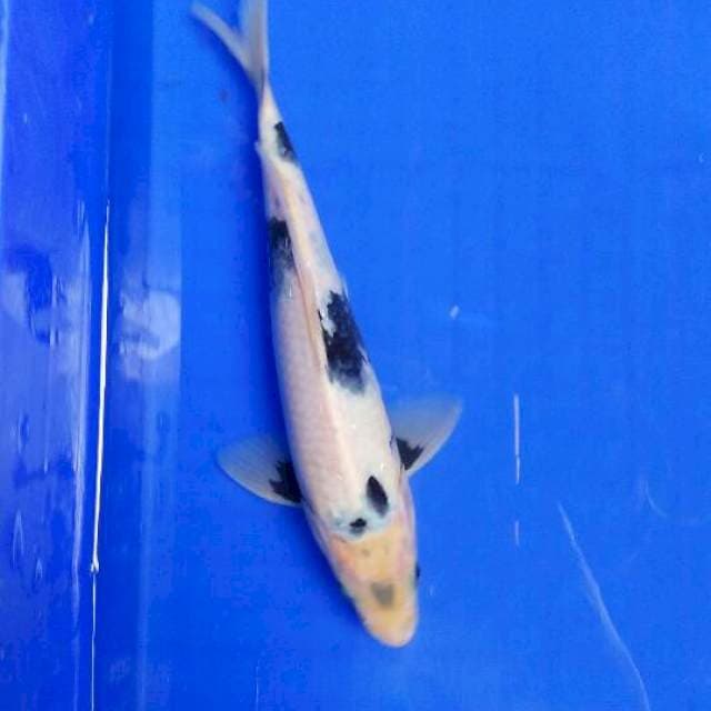 MALE Shiro tategoi 25cm