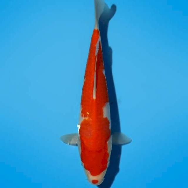 Kohaku 31cm