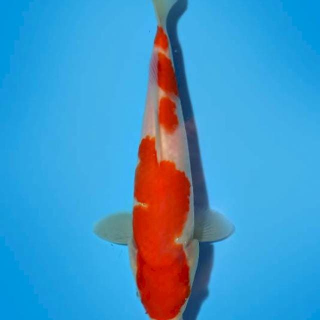 Kohaku 23cm