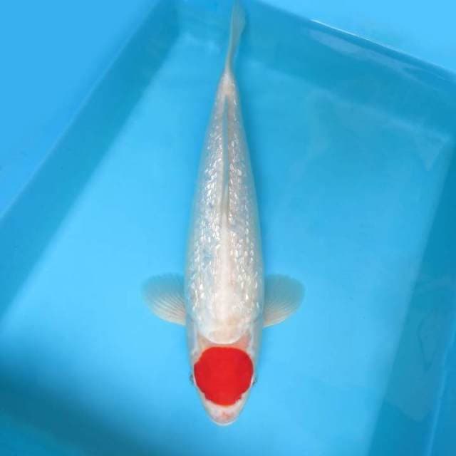 ASAHI 7 ~ Tancho Gin Rin