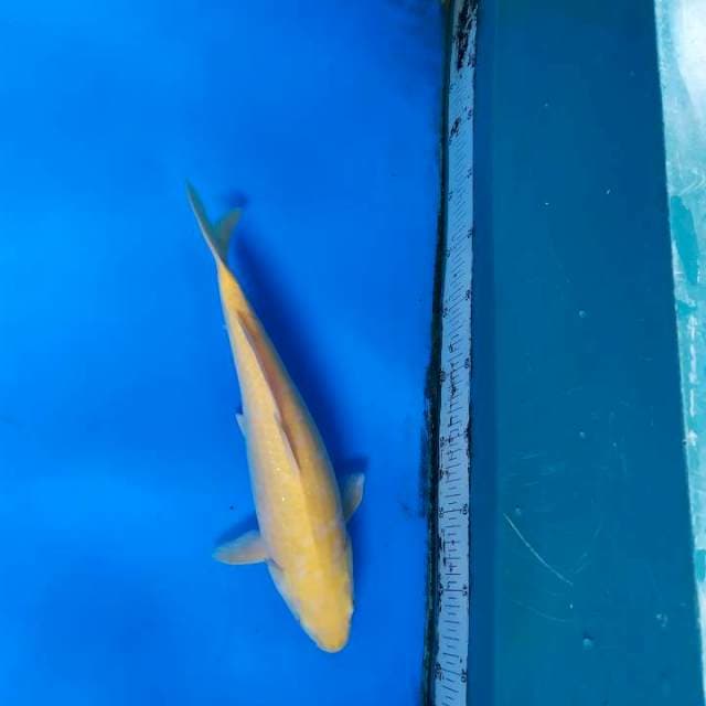 Karasi piling gud 33cm male