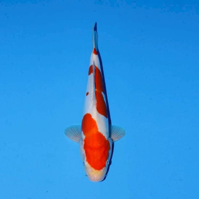 Kohaku doitshu