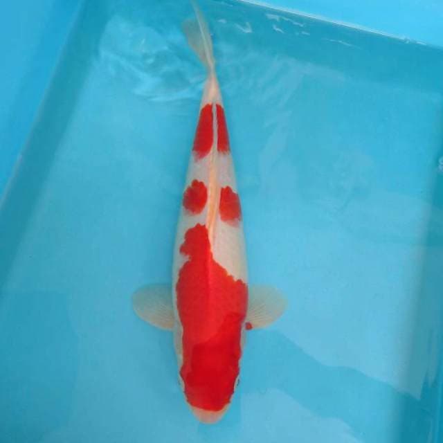 ASAHI 9 ~ Kohaku 3 STEP