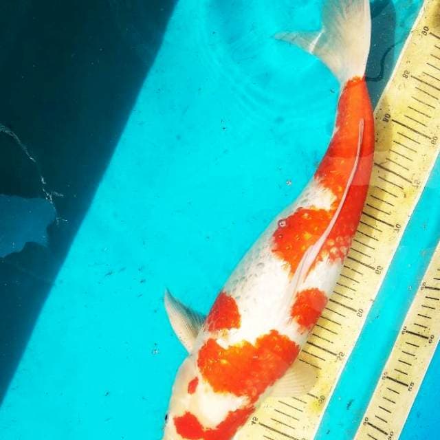 Kohaku ginrin body ok