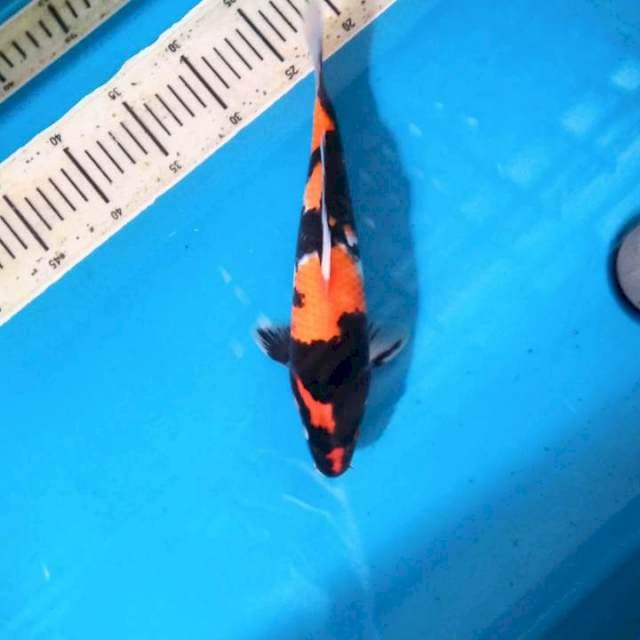 Male Showa sanshoku 29cm