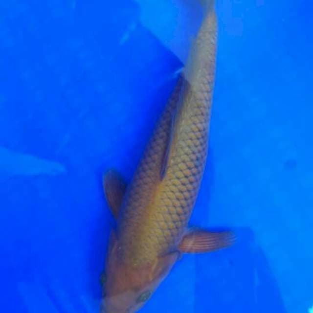 Chagoi uk 30 cm bu