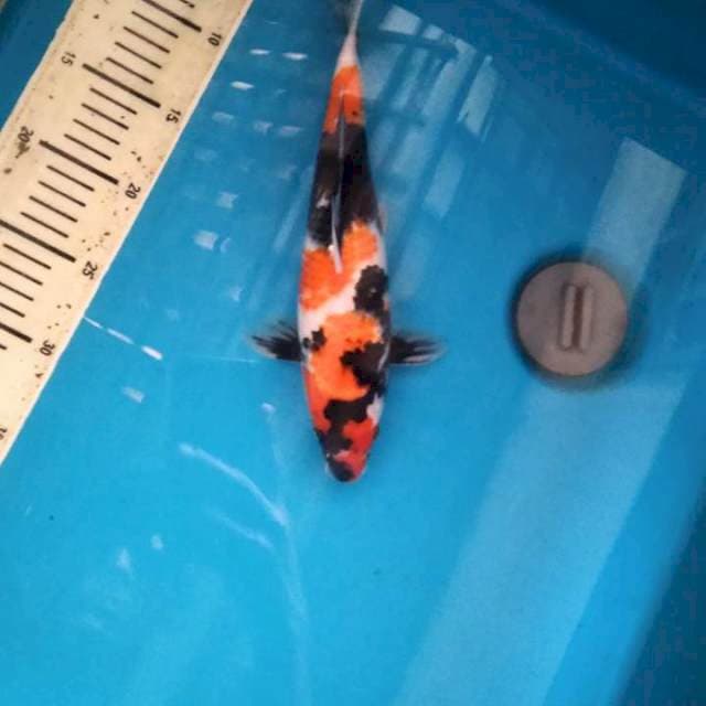Original Showa 29cm Female