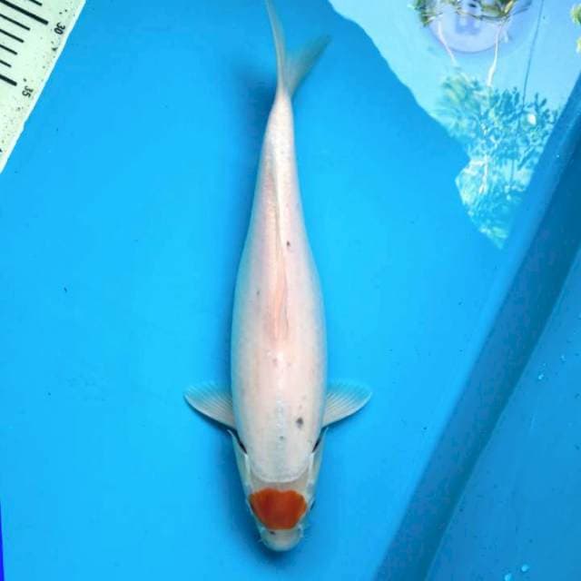 Yellow Tancho hariwake 38bu ( F )
