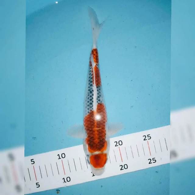 Goshiki siip 26cm
