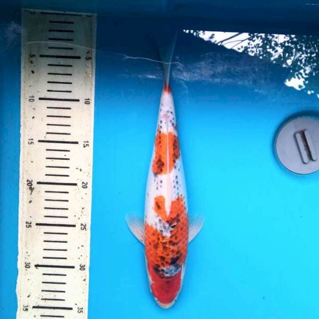 Local Goshiki 30cm ( F )