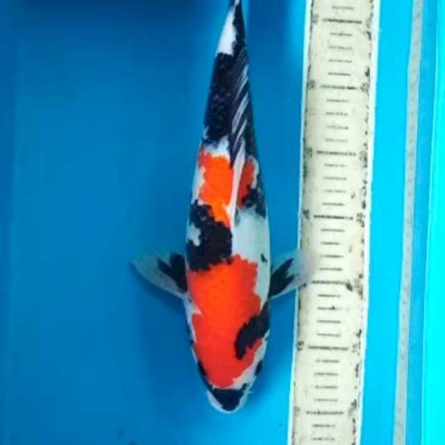 Showa betona 34cm