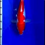 Kohaku doit 34cm 
