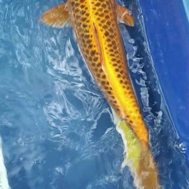 Matsuba 38cm